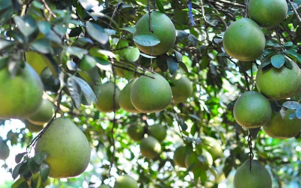 Bưởi Tân Triều 